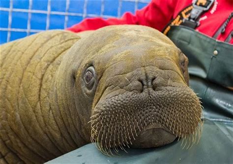 Orphaned Walrus Calf Rescued From Ice Floe Dies At Alaska Aquarium