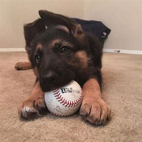 25 Of The Cutest German Shepherd Puppies Ever Dog Dispatch