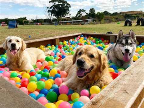 Doggy Play Park Dog Amusement Park In Heatherton Pupsy