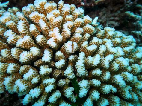 Pocillopora verrucosa - Marine Savers