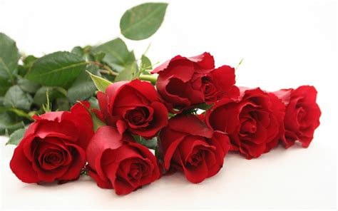 Plant A Rose Bush For Your Valentine J And J Lawn Service Inc
