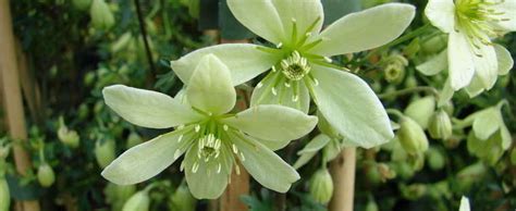 Check spelling or type a new query. Clematis, Forsteri Clematis, Early Small Flowered ...