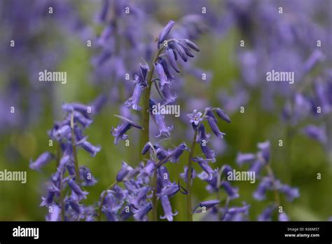 Woodland Bluebells Stock Photo Alamy