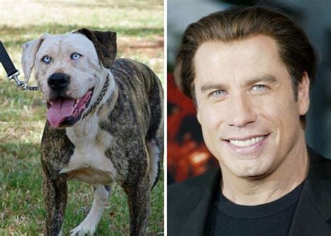 23 Funny Photos Of Dogs That Totally Look Like Celebrities