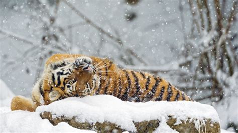 Wallpaper Tiger Cute Animals Snow Winter 4k Animals 17397