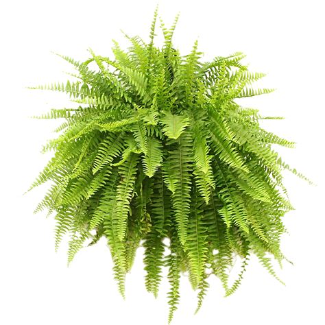 Fern Plant Botanical House Free Photo On Pixabay Pixabay