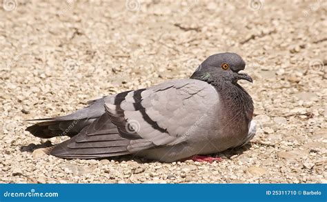 Carrier Pigeon With Letter Royalty Free Stock Photo