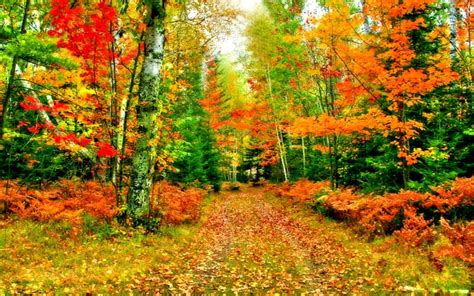1920x1080px 1080p Free Download Autumn Pathway Landscap Colors Of