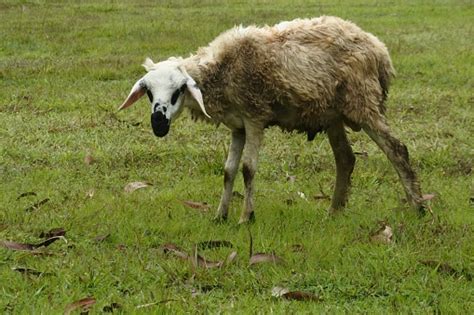 White Sheep Grazing In A Field Mammals Herbivorous Animal Stock Photo