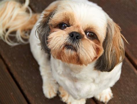 shorkie  complete guide   shih tzu yorkie mix   dogs