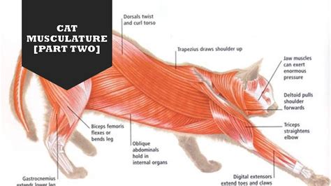 Cat Musculature Part Two Youtube