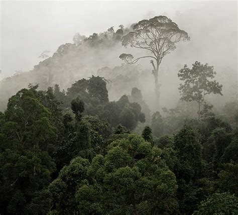 Borneo On Behance Nature Photography Borneo Fantasy