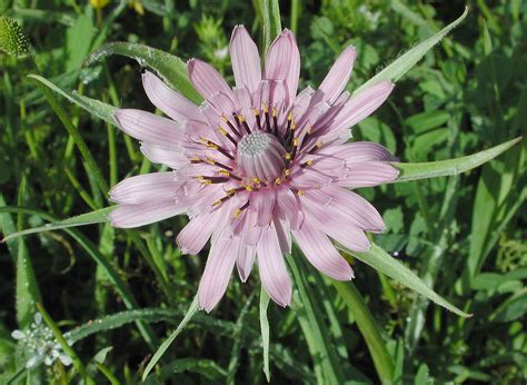 Flower Gallery Asteraceae Aaaa8960