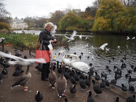 London Royal Parks Lady Feeding Birds In St Jamess Park Photo Credit
