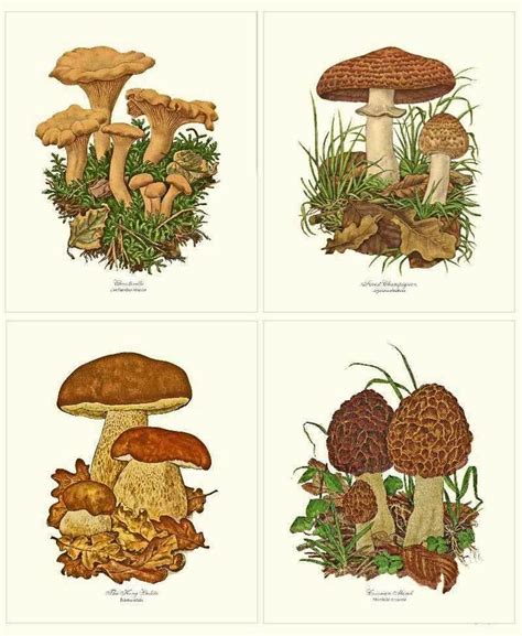 Vintage Mushroom Print Set 5x7 No Mat No Frame In 2022 Vintage