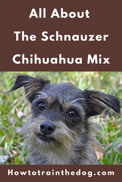 Chizer All About The Miniature Schnauzer Chihuahua Mix With Pictures