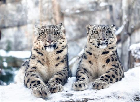 Leopardo Delle Nevi Dove Vive E La Minaccia Dellestinzione Ohga