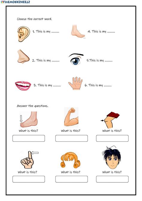 Shoulder hand elbow toe knee and feet. Body Parts Worksheet For Grade 1 Pdf - English Exercises ...