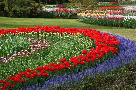 Free Image On Pixabay Tulips Tulip Flower Bed Red Flower Garden