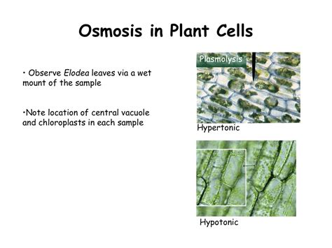 Gatorade is an example of hypo tonic solution.when two solutions are mixed together, isotonic state is achieved. Osmosis in Plant Cells