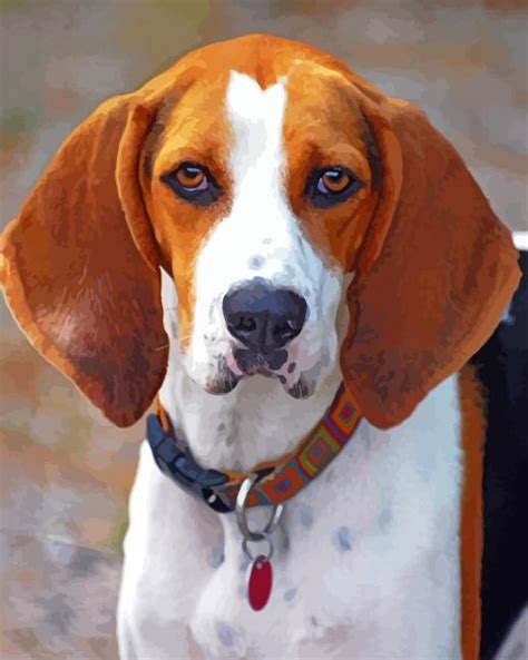 Treeing Walker Coonhound Paint By Numbers Numeral Paint Kit