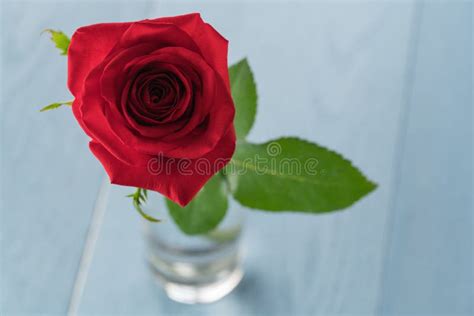Single Red Rose In Glass On Blue Wood Table Stock Photo Image Of T