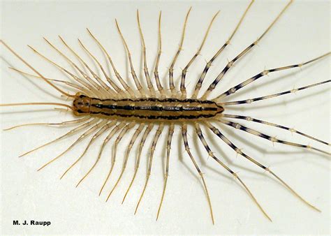 Bug In The Bathtub Nah House Centipede Scutigera Coleoptrata — Bug