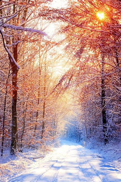Snowy Forest Iphone 4s Wallpapers Beautiful Nature