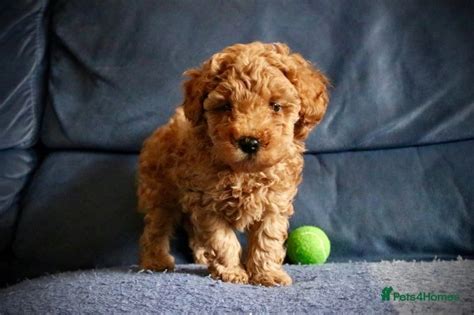Stunning Toy Poodle Puppies For Sale In Oxford Pets4homes