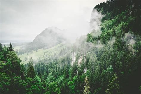 Nature Forests Trees Slope Fog Green White Plant Tree Beauty