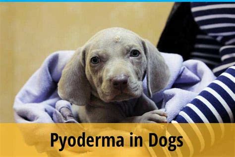 Can I Get Pyoderma From My Dog