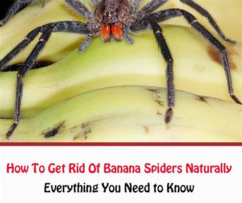 Banana Spider Control Effective Tips On How To Kill A Banana Spider