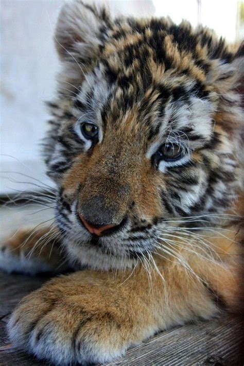 Bebe Tigre Trop Mignon Animals Beautiful Wild Animals Pictures