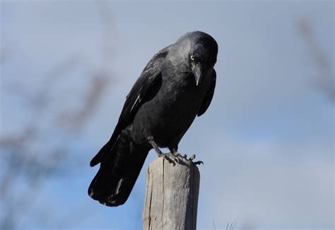Free Images Wing Wildlife Beak Sitting Black Fauna Crow