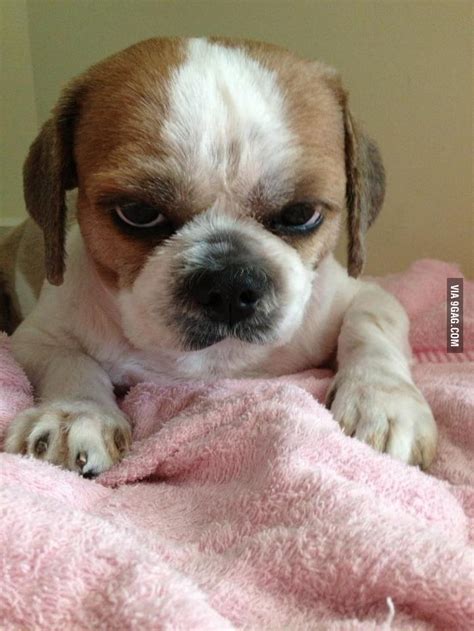 This Dog Is Not Amused 9gag