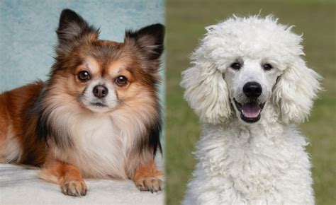 Chi Poo Chihuahua And Poodle Mix Guide Info Pictures Care And More