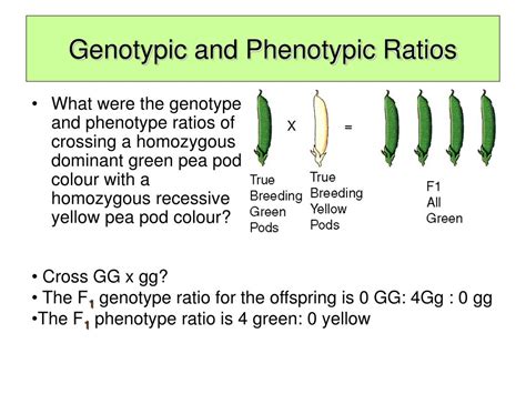 Ppt Genotypic And Phenotypic Ratios Powerpoint Presentation Free