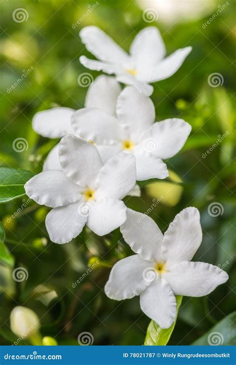 White Flower Sampaguita Jasmine Stock Image Image Of Park Flower