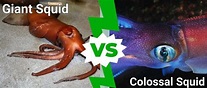 10 Incredible Colossal Squid Facts - A-Z Animals