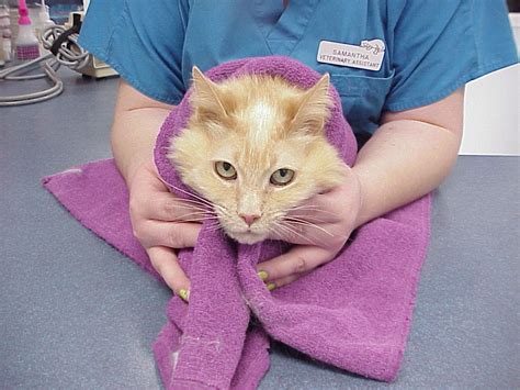 Exclusively Cats Veterinary Hospital Blog June 2012