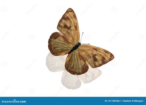 Tropical Brown Butterfly Isolated On White Background Stock Photo