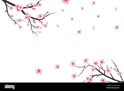 Cherry Blossom Branch With Sakura Flower Sakura On White Background