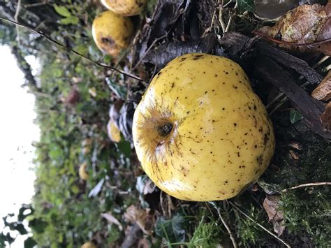 Apple found by chance on woodland run is 'interesting' new variety