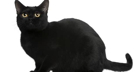 Bombay Cat Breed Information And Pictures Petguide Petguide