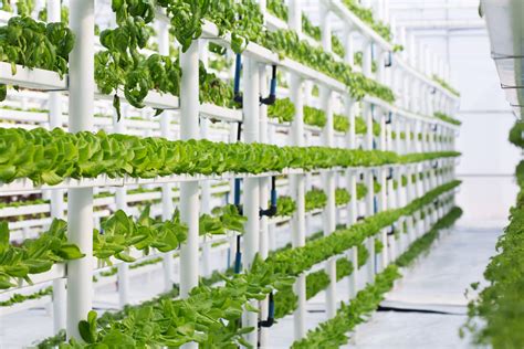 Vertical Hydroponics The What Why And How Gardening Heavn