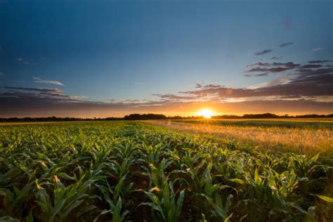 Top 60 Agriculture And Forestry Stock Photos Pictures And Images Istock