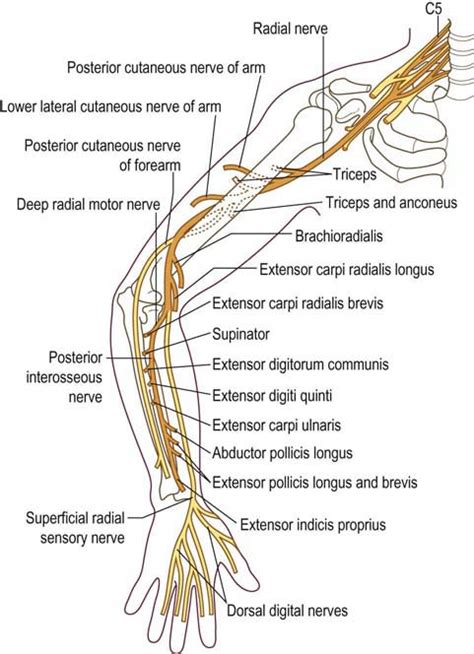 Radial Neuropathy Neupsy Key