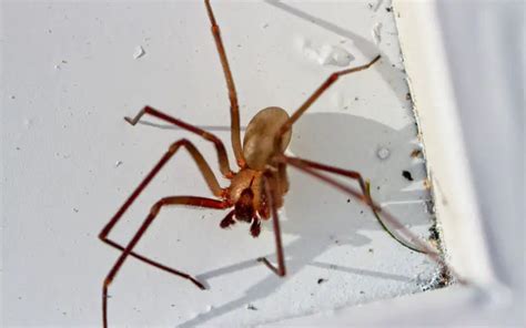 Can Brown Recluse Spiders Jump The Spider Blog