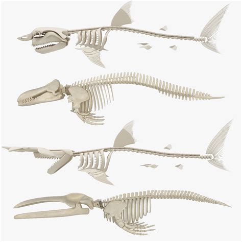 Shark Skeleton Anatomy