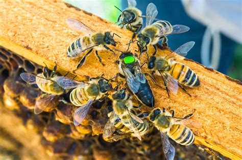A Newly Released Green Marked Queen Being Groomed By Her Bees This